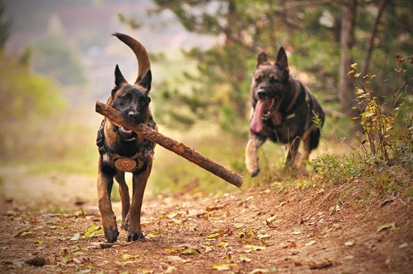 Comprendre le berger malinois : un chien de garde d'exception